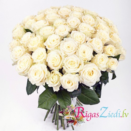51 white rose